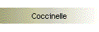 Coccinelle